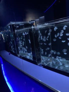 京都水族館に投稿された画像（2024/1/2）