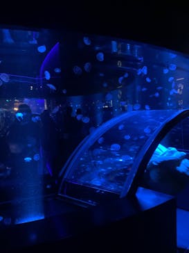 京都水族館に投稿された画像（2024/1/2）