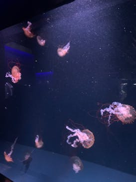 京都水族館に投稿された画像（2024/1/2）