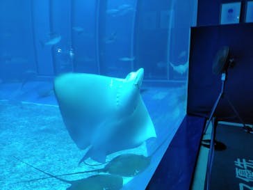 沖縄美ら海水族館に投稿された画像（2024/1/2）