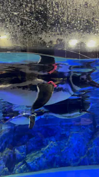 すみだ水族館に投稿された画像（2024/1/2）