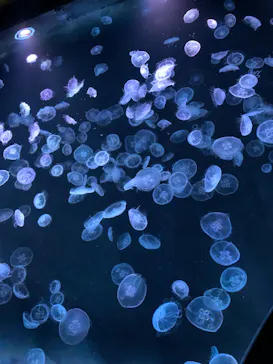 すみだ水族館に投稿された画像（2024/1/2）