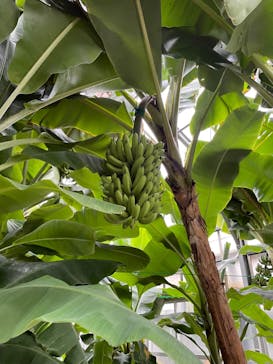 熱川バナナワニ園に投稿された画像（2024/1/2）