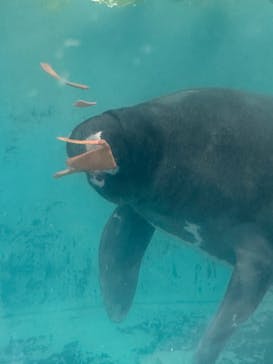 熱川バナナワニ園に投稿された画像（2024/1/2）