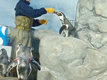 新江ノ島水族館に投稿された画像（2024/1/2）