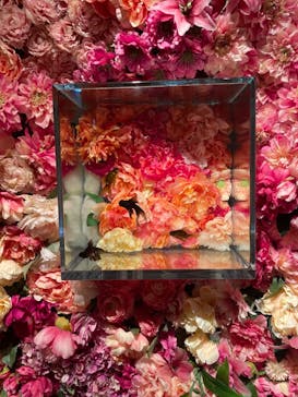 NARA KINGYO MUSEUMに投稿された画像（2024/1/2）