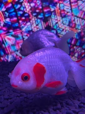 NARA KINGYO MUSEUMに投稿された画像（2024/1/2）