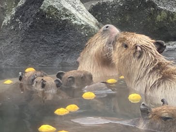 伊豆シャボテン動物公園に投稿された画像（2024/1/2）