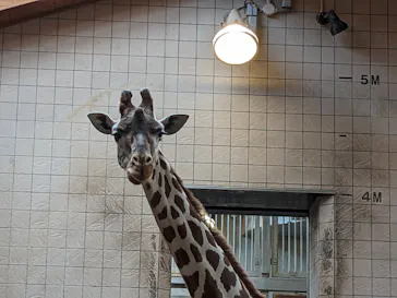 天王寺動物園に投稿された画像（2024/1/2）