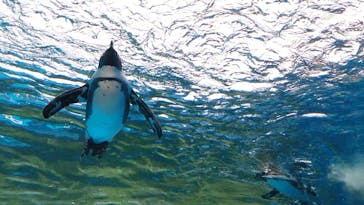 サンシャイン水族館に投稿された画像（2024/1/2）