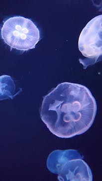 サンシャイン水族館に投稿された画像（2024/1/2）