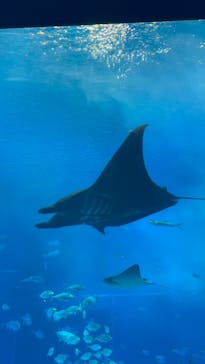 沖縄美ら海水族館に投稿された画像（2024/1/2）