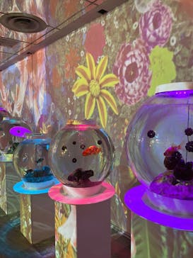 NARA KINGYO MUSEUMに投稿された画像（2024/1/2）