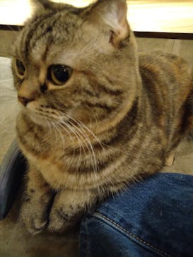 猫カフェモカ　新宿店に投稿された画像（2024/1/2）