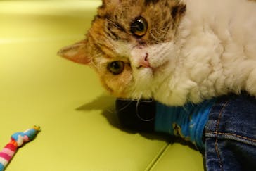 猫カフェモカ　新宿店に投稿された画像（2024/1/2）