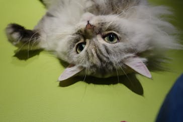 猫カフェモカ　新宿店に投稿された画像（2024/1/2）