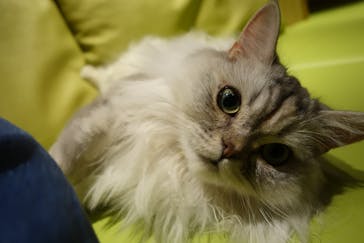 猫カフェモカ　新宿店に投稿された画像（2024/1/2）