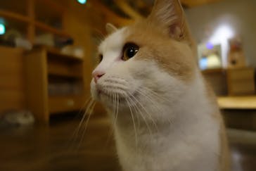 猫カフェモカ　新宿店に投稿された画像（2024/1/2）