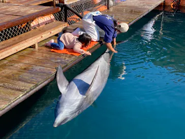 うみたま体験パーク 「つくみイルカ島」に投稿された画像（2024/1/2）
