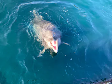 うみたま体験パーク 「つくみイルカ島」に投稿された画像（2024/1/2）