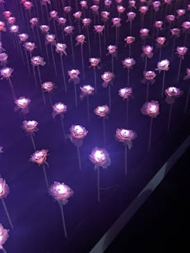 東京メガイルミに投稿された画像（2024/1/2）