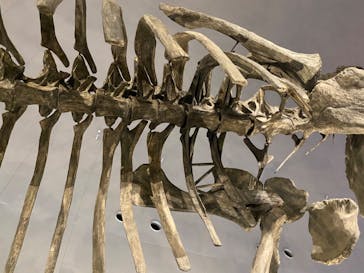 福井県立恐竜博物館に投稿された画像（2024/1/2）