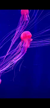 すみだ水族館に投稿された画像（2024/1/2）