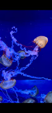 すみだ水族館に投稿された画像（2024/1/2）
