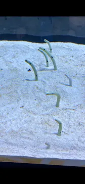 すみだ水族館に投稿された画像（2024/1/2）