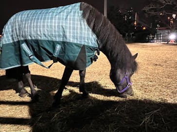 東京メガイルミに投稿された画像（2024/1/2）