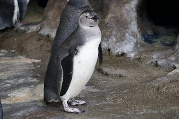しながわ水族館に投稿された画像（2024/1/2）