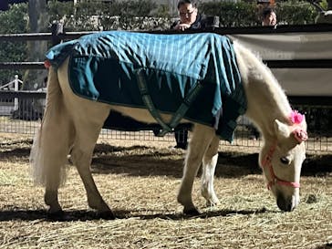 東京メガイルミに投稿された画像（2024/1/2）