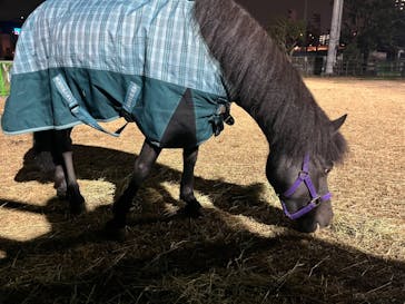 東京メガイルミに投稿された画像（2024/1/2）