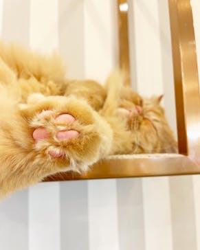 猫カフェモカ　アルシェ大宮店に投稿された画像（2024/1/2）