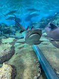 アクアワールド茨城県大洗水族館に投稿された画像（2024/1/3）