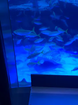 横浜・八景島シーパラダイスに投稿された画像（2024/1/3）