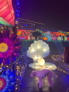 伊豆ぐらんぱる公園に投稿された画像（2024/1/3）