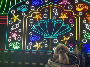 伊豆ぐらんぱる公園に投稿された画像（2024/1/3）