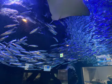 マクセル アクアパーク品川に投稿された画像（2024/1/3）