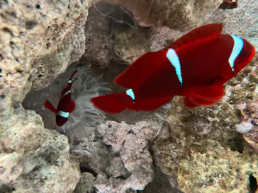 マクセル アクアパーク品川に投稿された画像（2024/1/3）