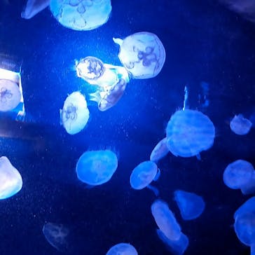 サンシャイン水族館に投稿された画像（2024/1/2）