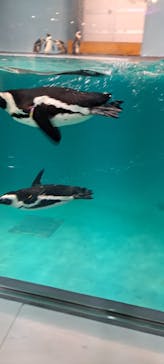 マリンワールド海の中道に投稿された画像（2024/1/3）