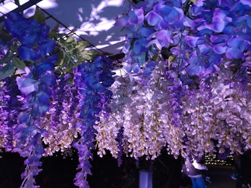 東京メガイルミに投稿された画像（2024/1/3）