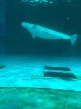 鴨川シーワールドに投稿された画像（2024/1/3）