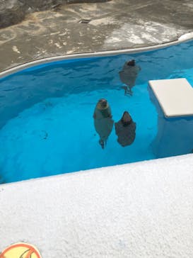 鴨川シーワールドに投稿された画像（2024/1/3）