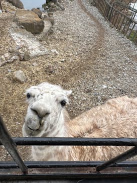 那須サファリパークに投稿された画像（2024/1/3）