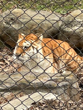 那須サファリパークに投稿された画像（2024/1/3）