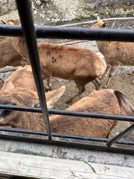 那須サファリパークに投稿された画像（2024/1/3）