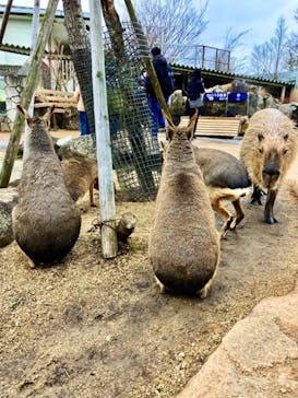 那須どうぶつ王国に投稿された画像（2024/1/3）