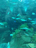 名古屋港水族館に投稿された画像（2024/1/3）